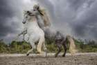 Europe-France White and gray stallions of the Camargue region fighting Art Print